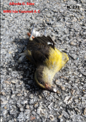 Coereba flaveola caboti