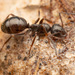 Black Bog Ant - Photo no rights reserved, uploaded by Philipp Hoenle