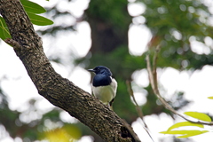 Copsychus saularis