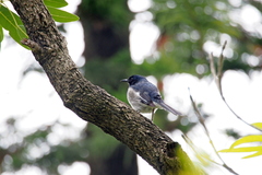 Copsychus saularis
