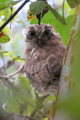 Megascops guatemalae