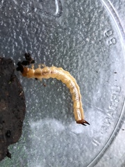Dendroides ephemeroides