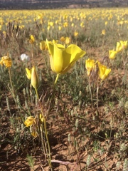 Calochortus aureus