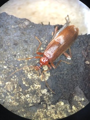 Dendroides ephemeroides