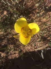 Calochortus aureus