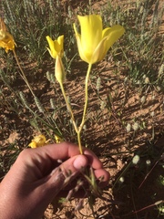 Calochortus aureus