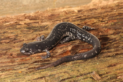 Kiamichi Slimy Salamander