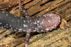 Plethodon kiamichi