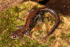 Plethodon ouachitae