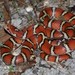 Lampropeltis triangulum - Photo (c) Jance S Carter,  זכויות יוצרים חלקיות (CC BY-NC), uploaded by Jance S Carter