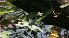 Calopteryx dimidiata
