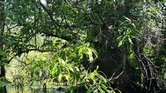 Calopteryx dimidiata