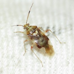 Knightomiris distinctus