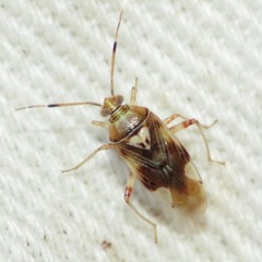 Knightomiris distinctus