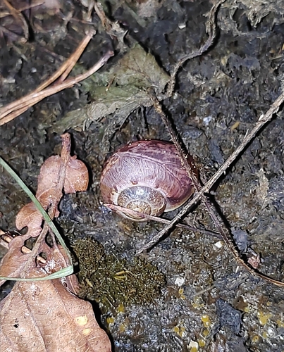 Karaftohelix selskii
