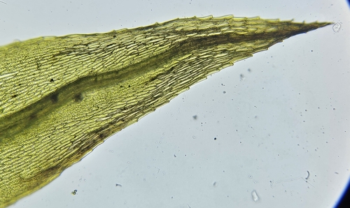 Image of Pohlia nutans by (c) Helen Waterman, some rights reserved (CC BY)