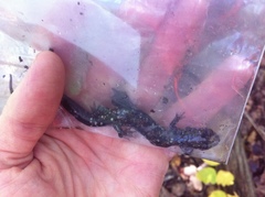 Plethodon fourchensis