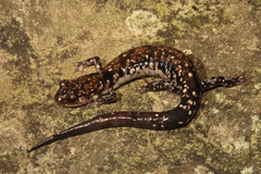 Plethodon fourchensis