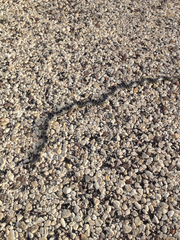 Lampropeltis splendida