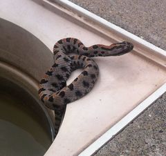 Sistrurus miliarius streckeri