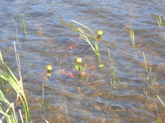Nuphar variegata
