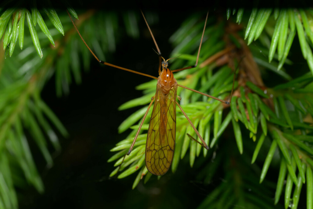 Metalimnobia bifasciata