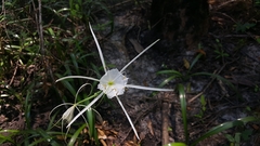 Hymenocallis crassifolia