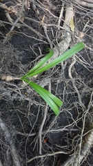 Hymenocallis crassifolia