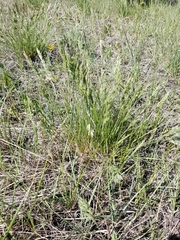 Poa cusickii