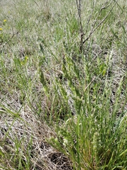 Poa cusickii