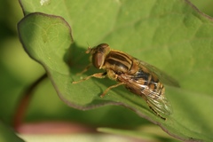 Parhelophilus