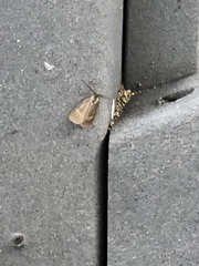 Phryganidia californica