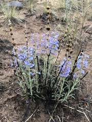 Penstemon angustifolius