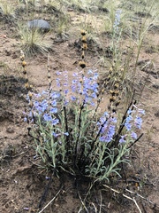 Penstemon angustifolius