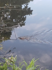 Castor canadensis