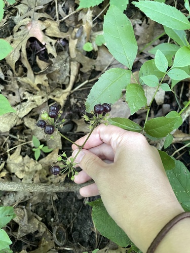 Yurt Trail (Hike)