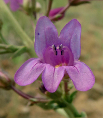 Penstemon patens