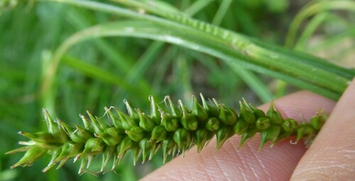 Image of Carex scabrata by no rights reserved