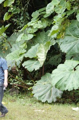 Gunnera insignis
