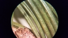 Rhizosphaera kalkhoffii