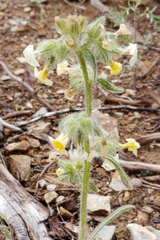 Oreocarya confertiflora