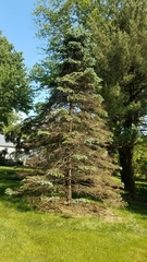 Rhizosphaera kalkhoffii