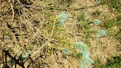 Rhizosphaera kalkhoffii