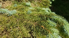 Rhizosphaera kalkhoffii