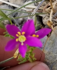 Zeltnera beyrichii