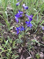 Delphinium bicolor