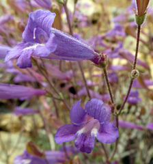 Penstemon scapoides