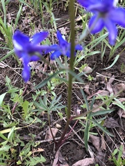 Delphinium bicolor