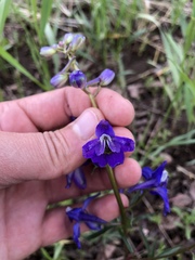 Delphinium bicolor