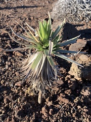 Argyroxiphium × Dubautia